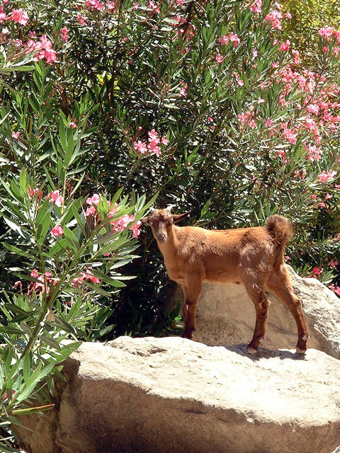 Avakas gorge goat