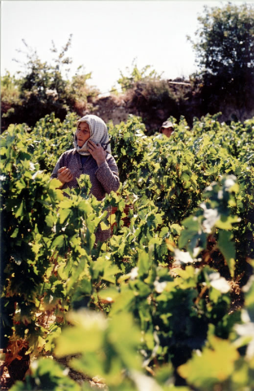 Cyprus wines vineyard